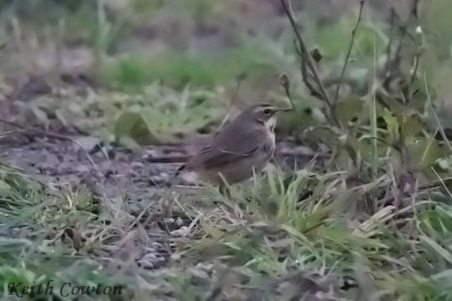 Синьошийка - ML645384677