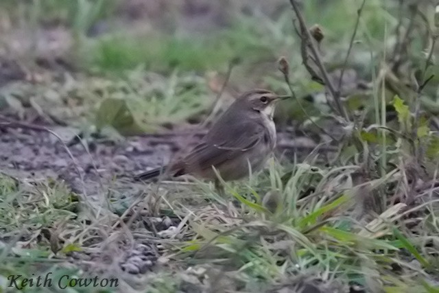 Синьошийка - ML645384678