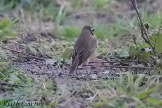 Синьошийка - ML645384679