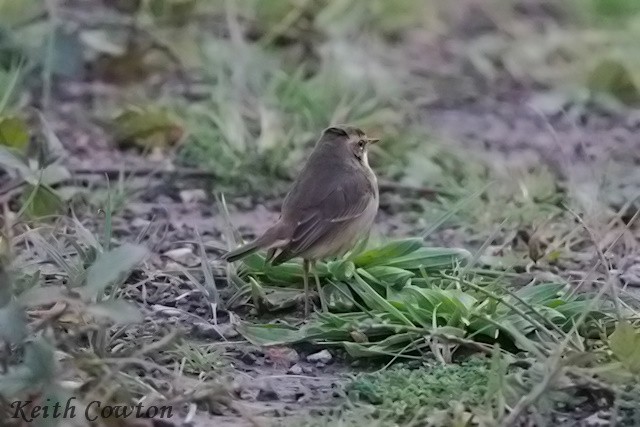 Синьошийка - ML645384680