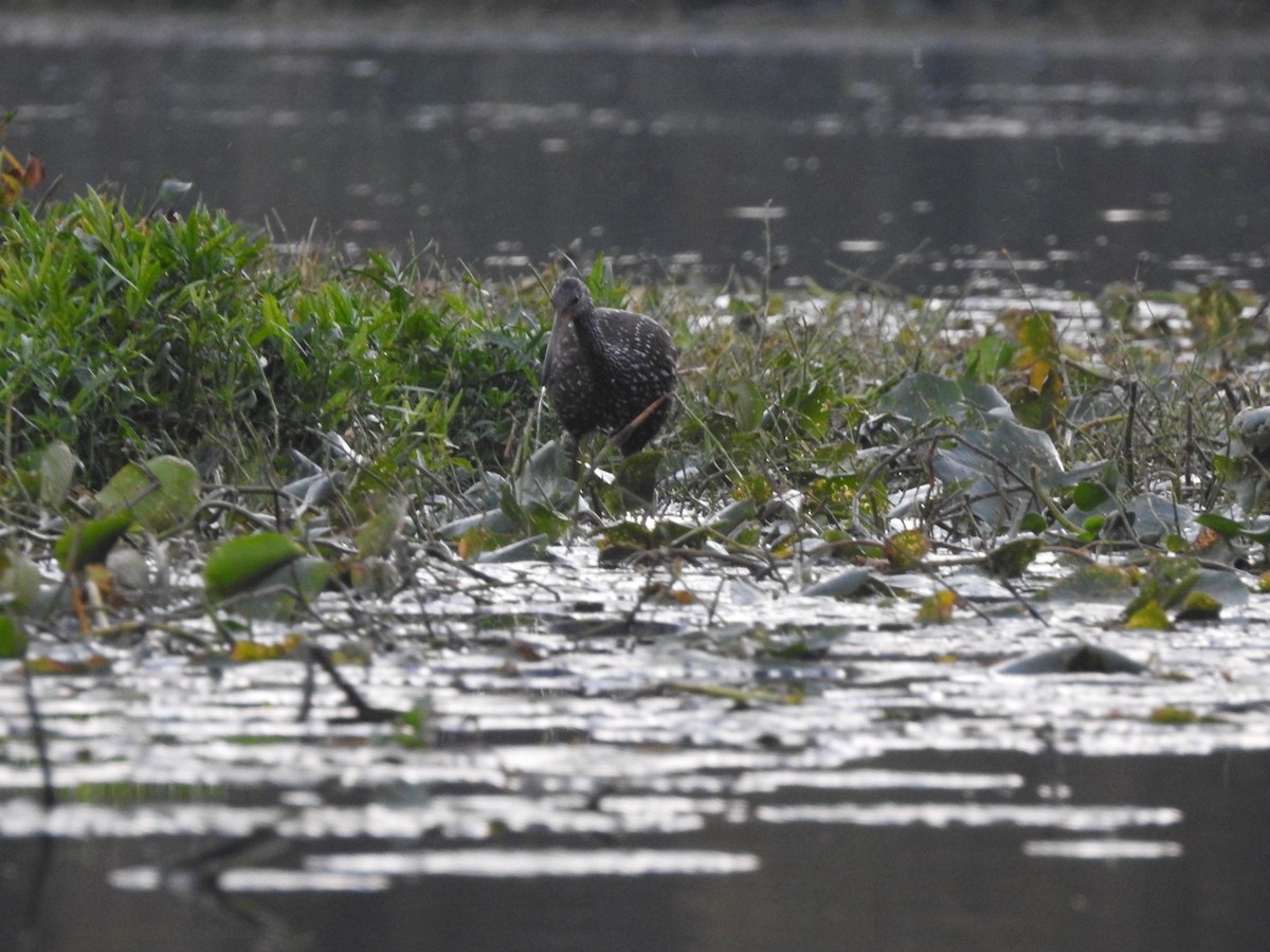 Limpkin - ML645384692