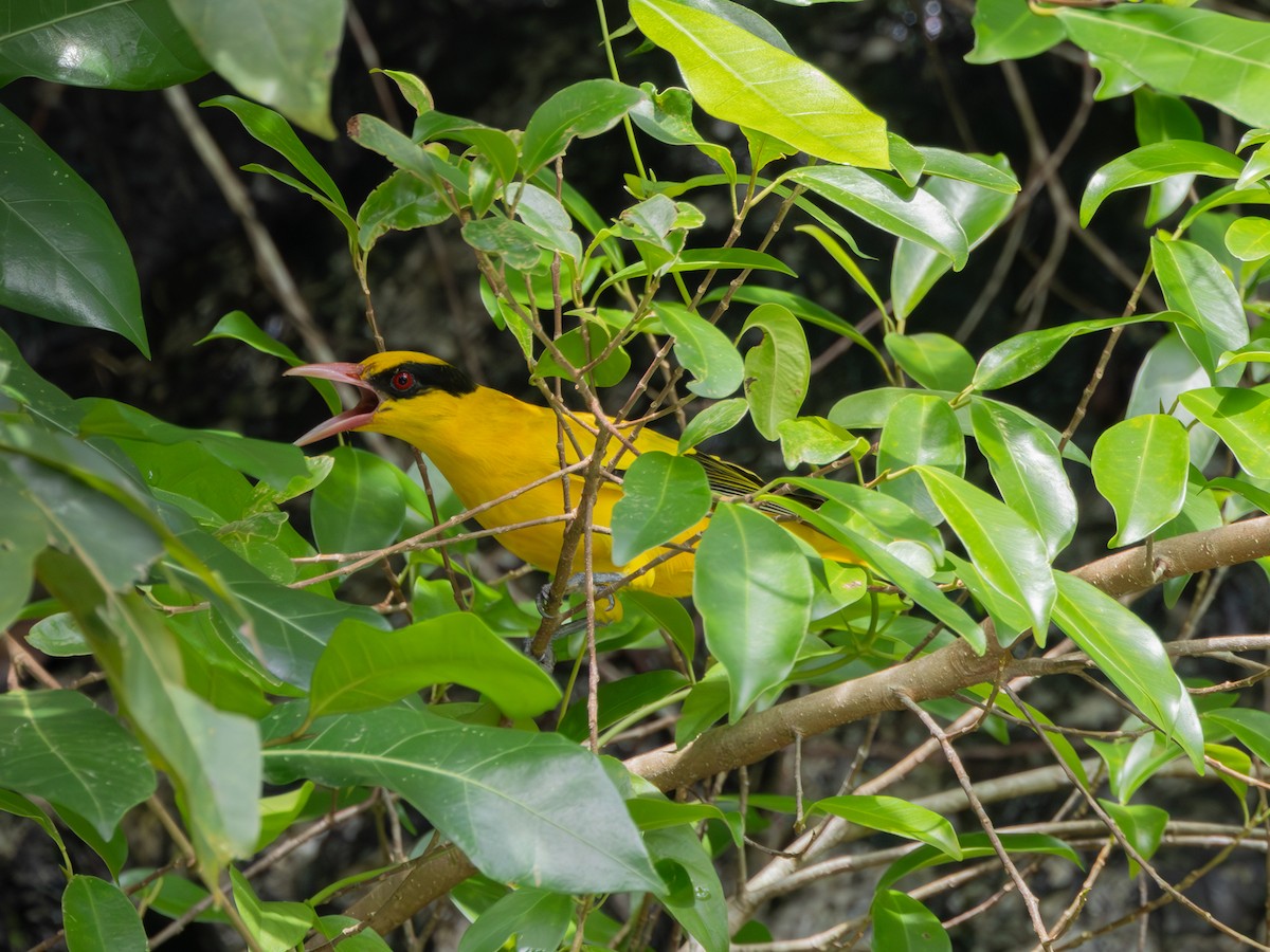 Black-naped Oriole - ML645384703
