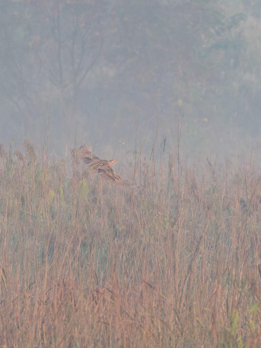 Eurasian Bittern - ML645384712