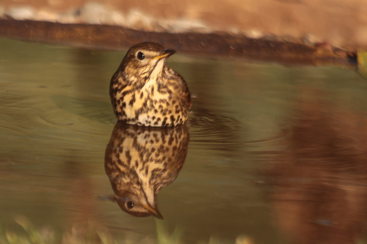 Song Thrush - ML645384714
