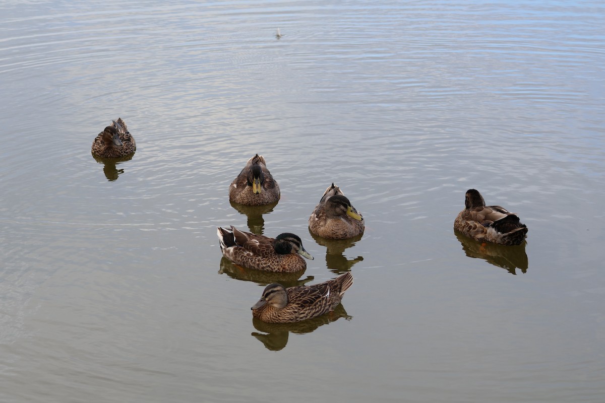 Mallard (Domestic type) - ML645384715