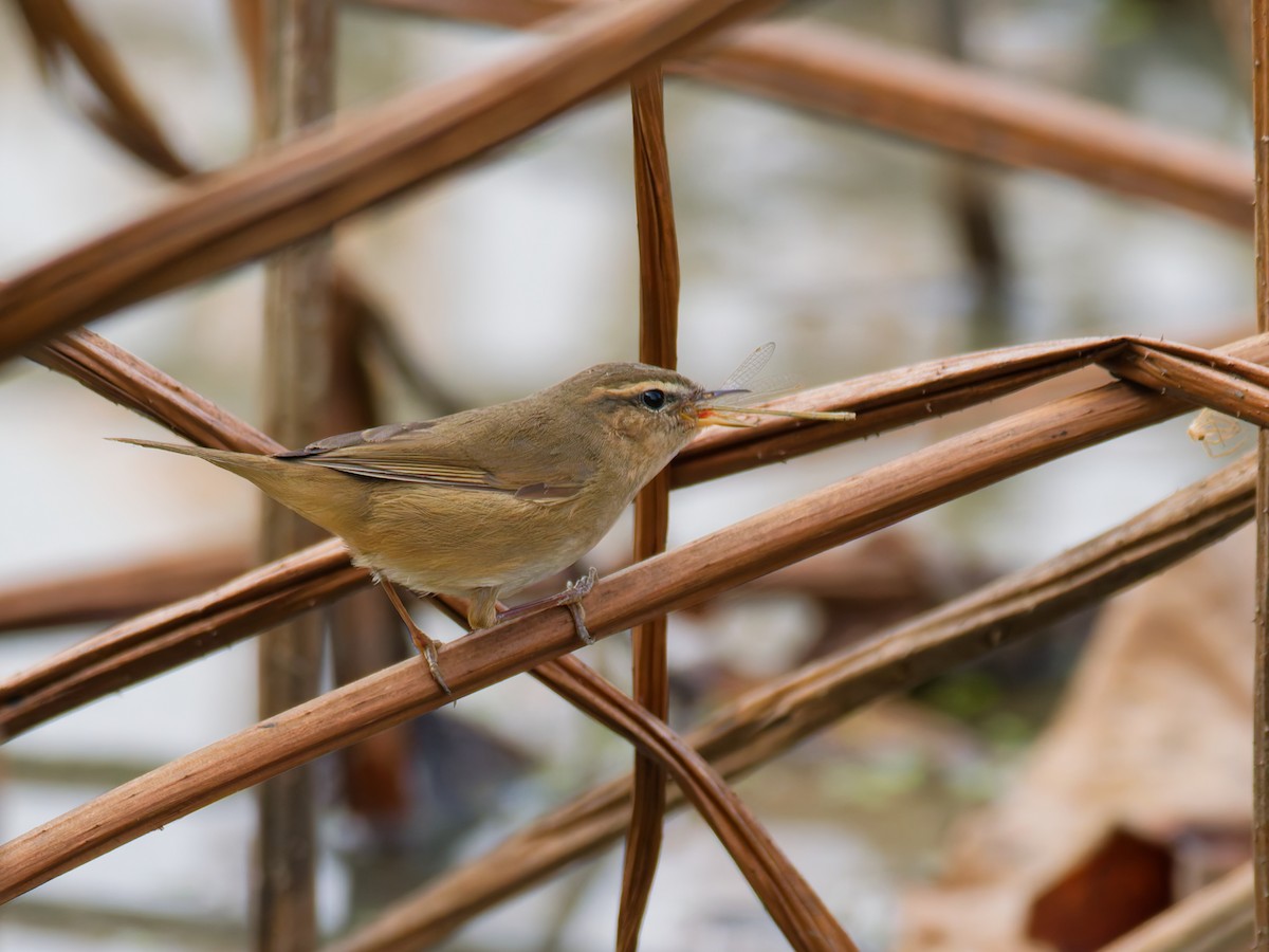 עלווית כהה - ML645384716