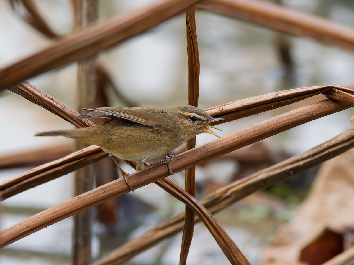 עלווית כהה - ML645384717
