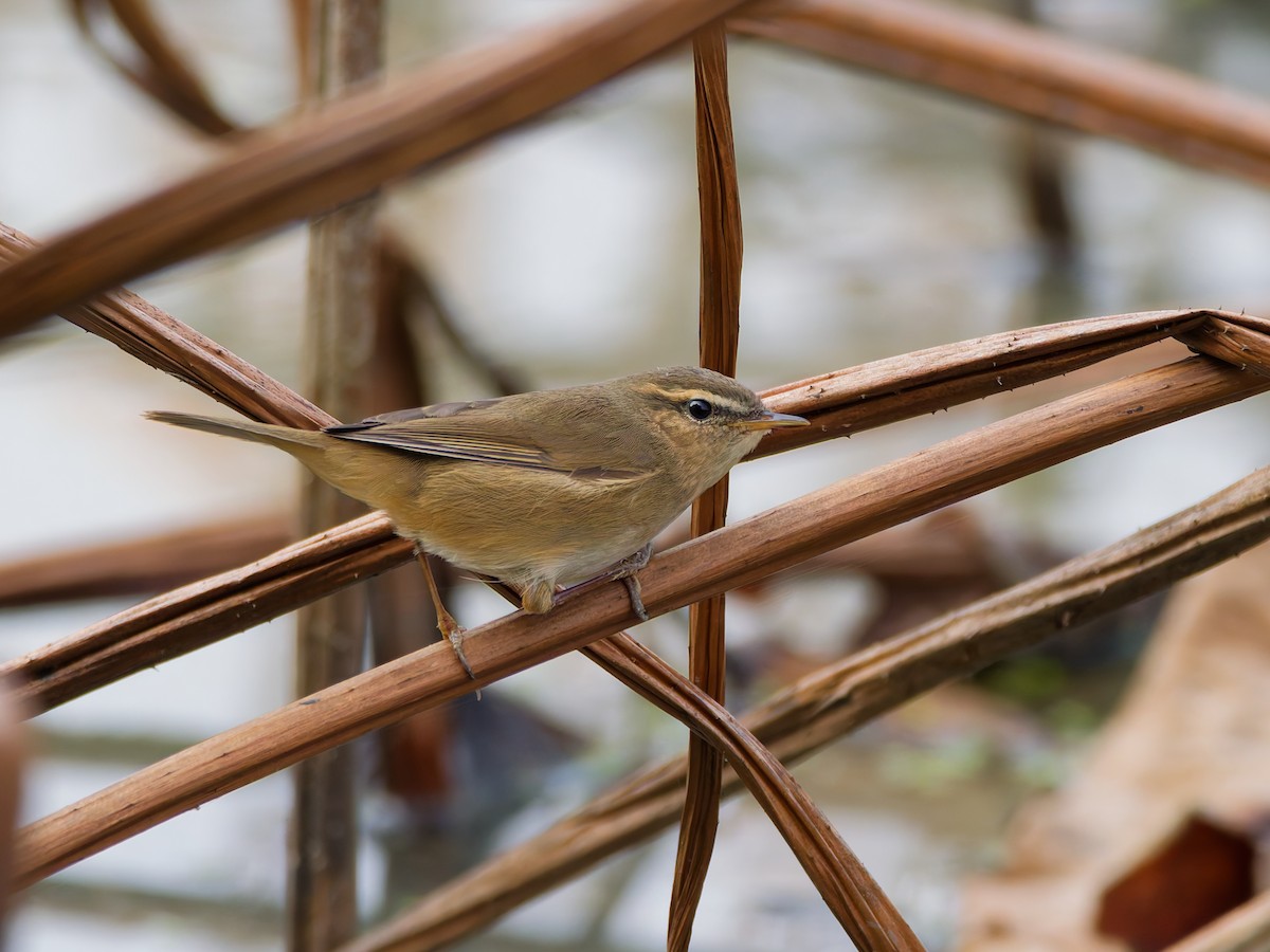 עלווית כהה - ML645384718