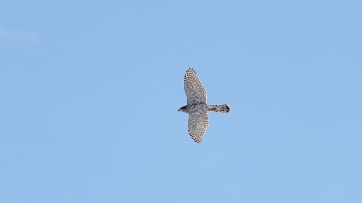 Eurasian Goshawk - ML645384722