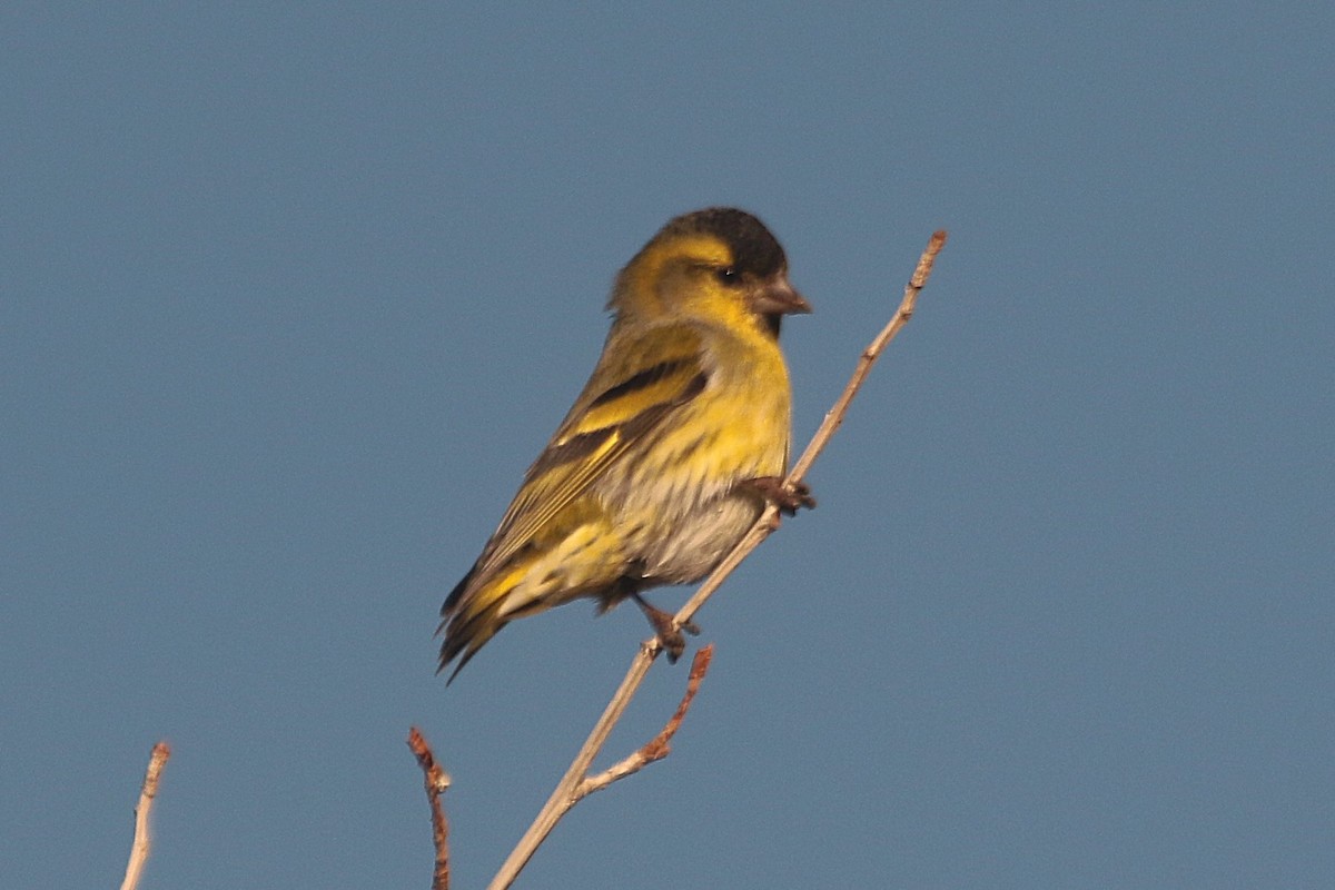 Eurasian Siskin - ML645384723