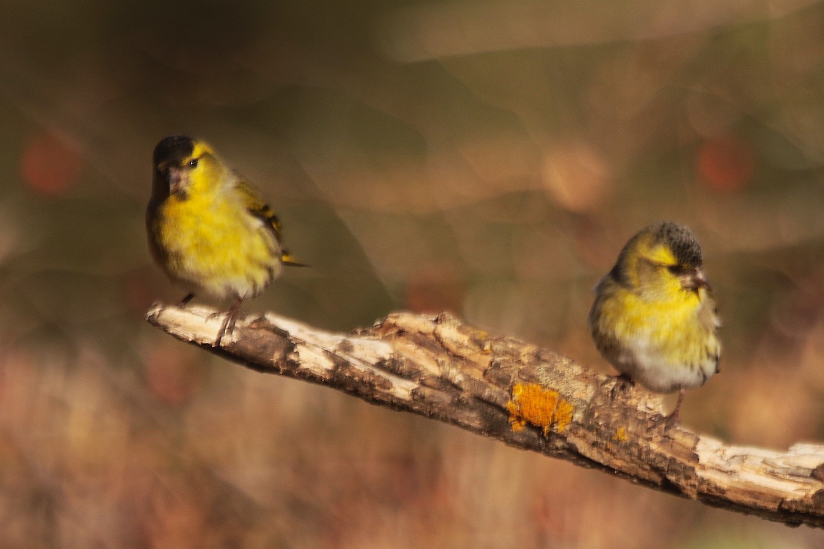 Eurasian Siskin - ML645384724