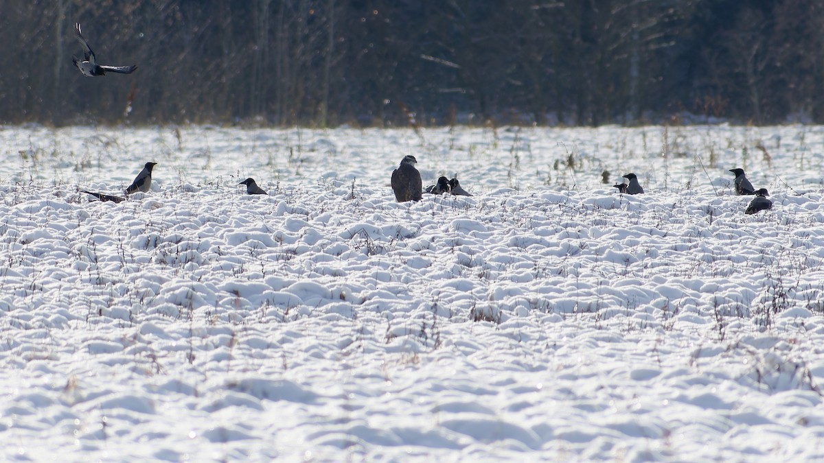 Eurasian Goshawk - ML645384725