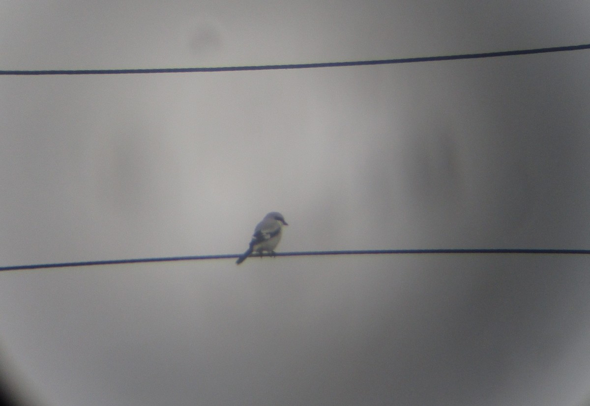 Great Gray Shrike - ML645384726