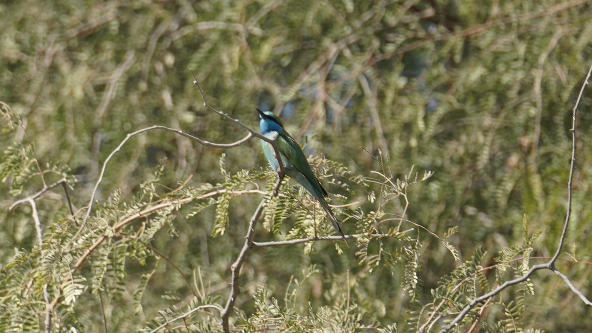 safirbieter - ML645384728