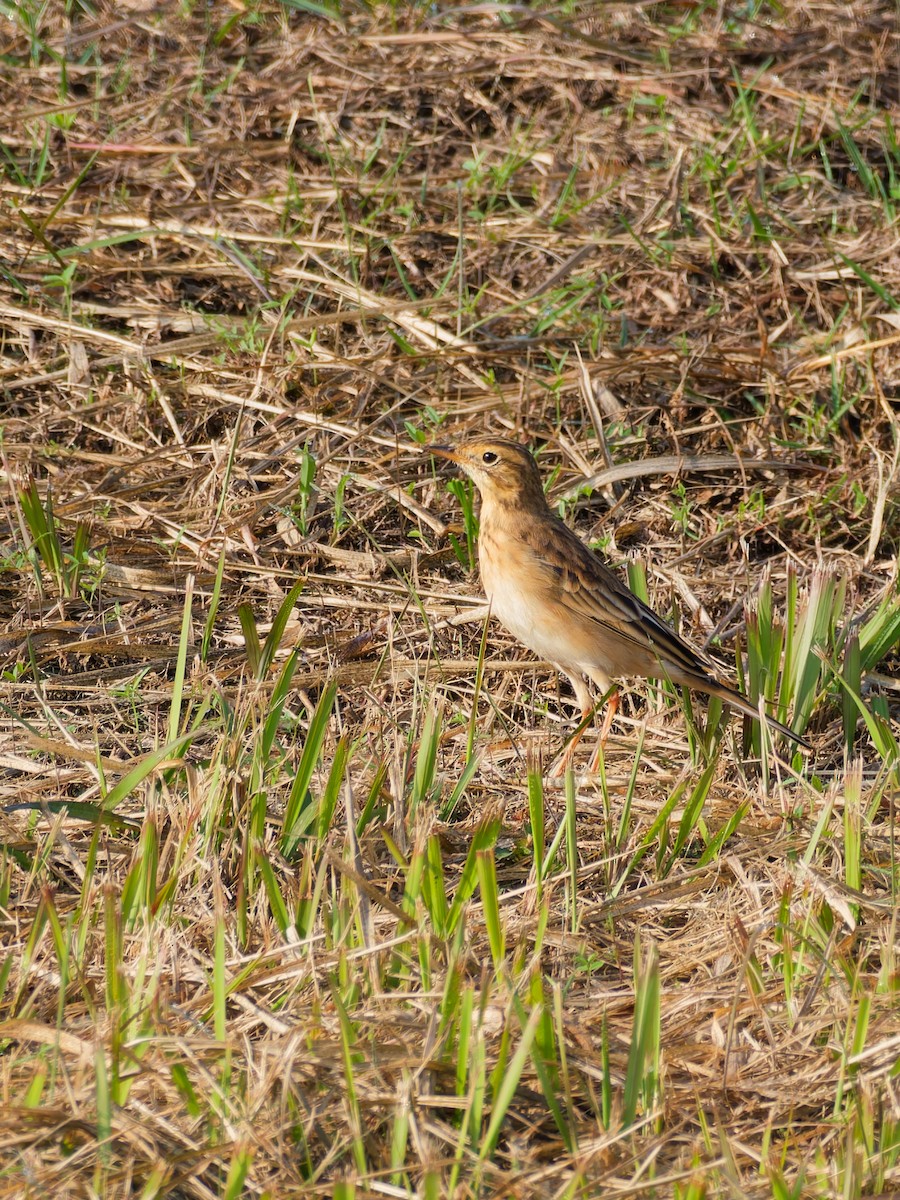 Richard's Pipit - ML645384733