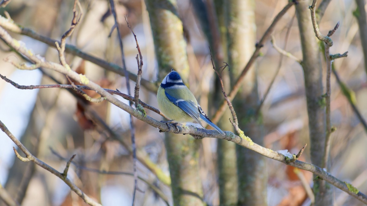Eurasian Blue Tit - ML645384734