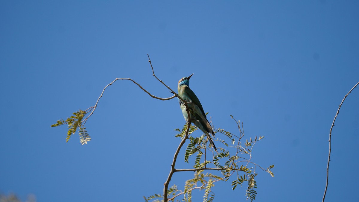 safirbieter - ML645384737