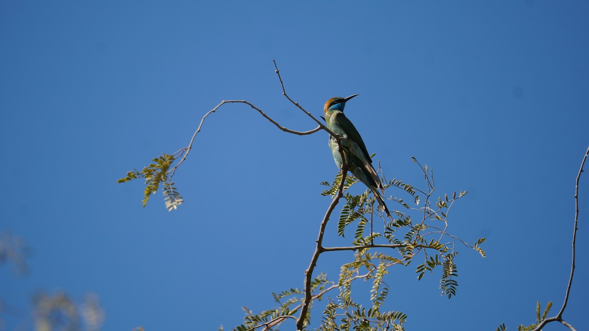 Erle-txori berde arabiarra - ML645384738