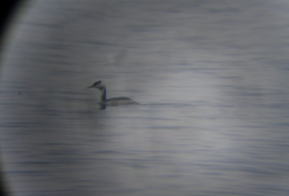 Great Crested Grebe - ML645384747