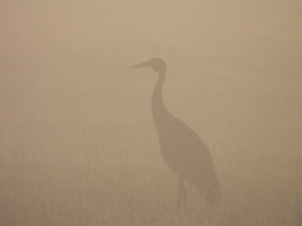 Brolga - ML645384748