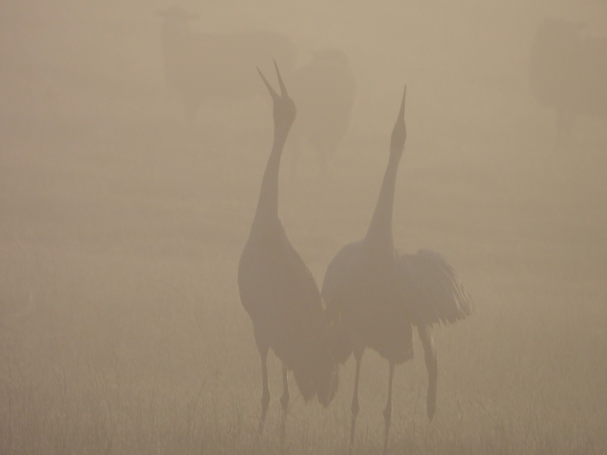 Brolga - ML645384749