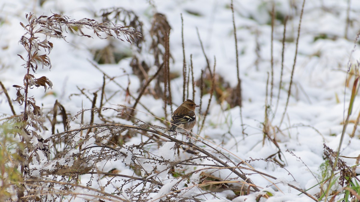 Common Chaffinch - ML645384750