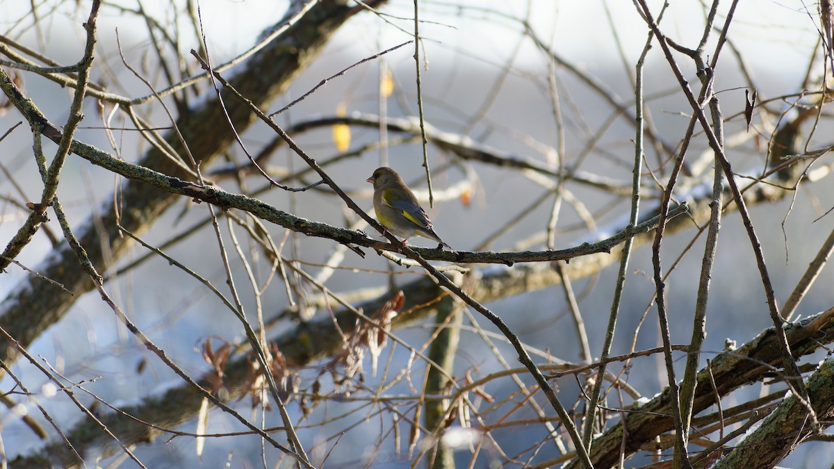 European Greenfinch - ML645384752