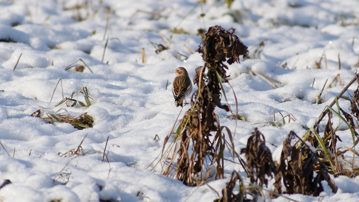 Snow Bunting - ML645384754