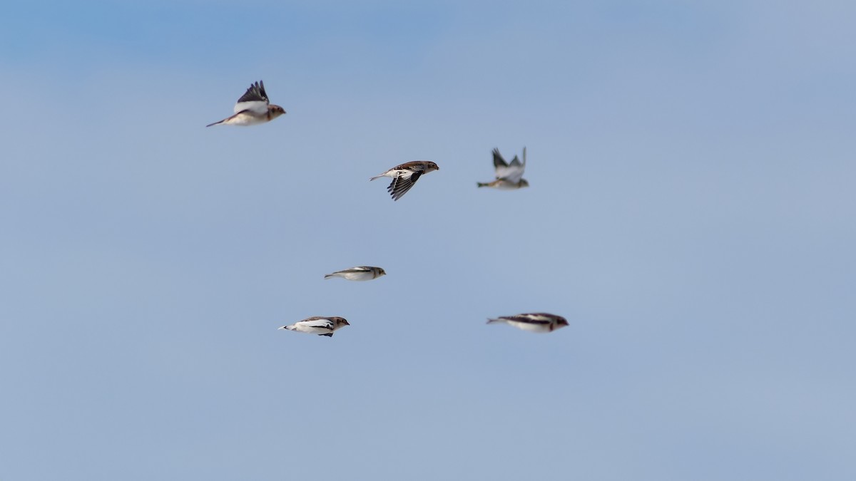 Snow Bunting - ML645384757