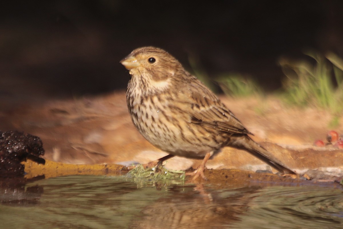 Corn Bunting - ML645384758