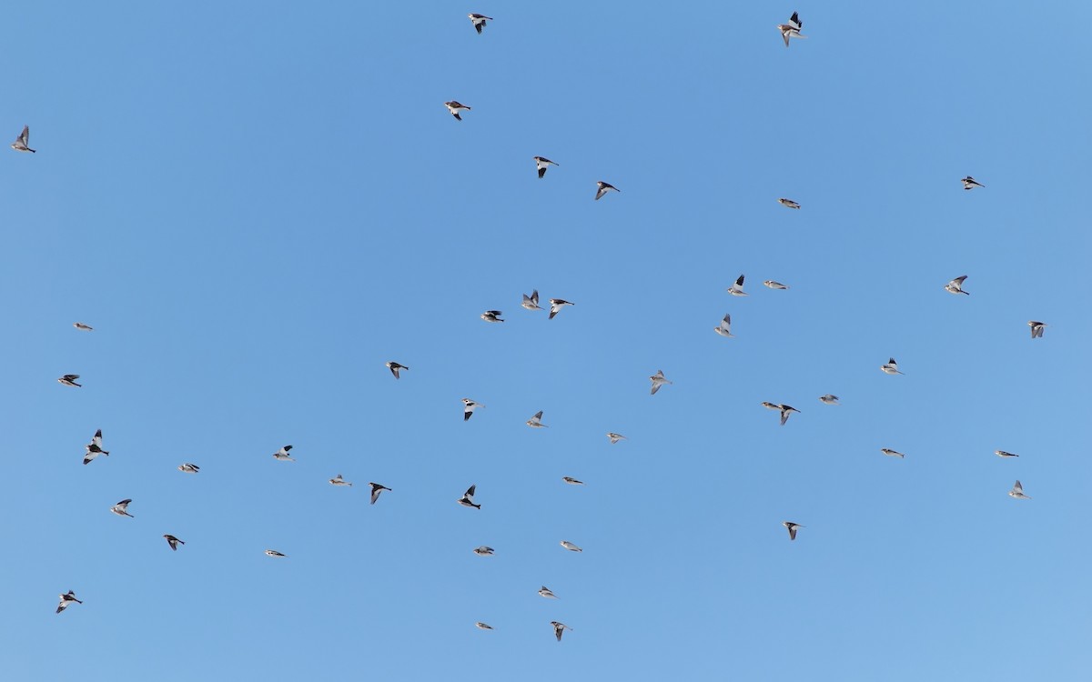 Snow Bunting - ML645384759