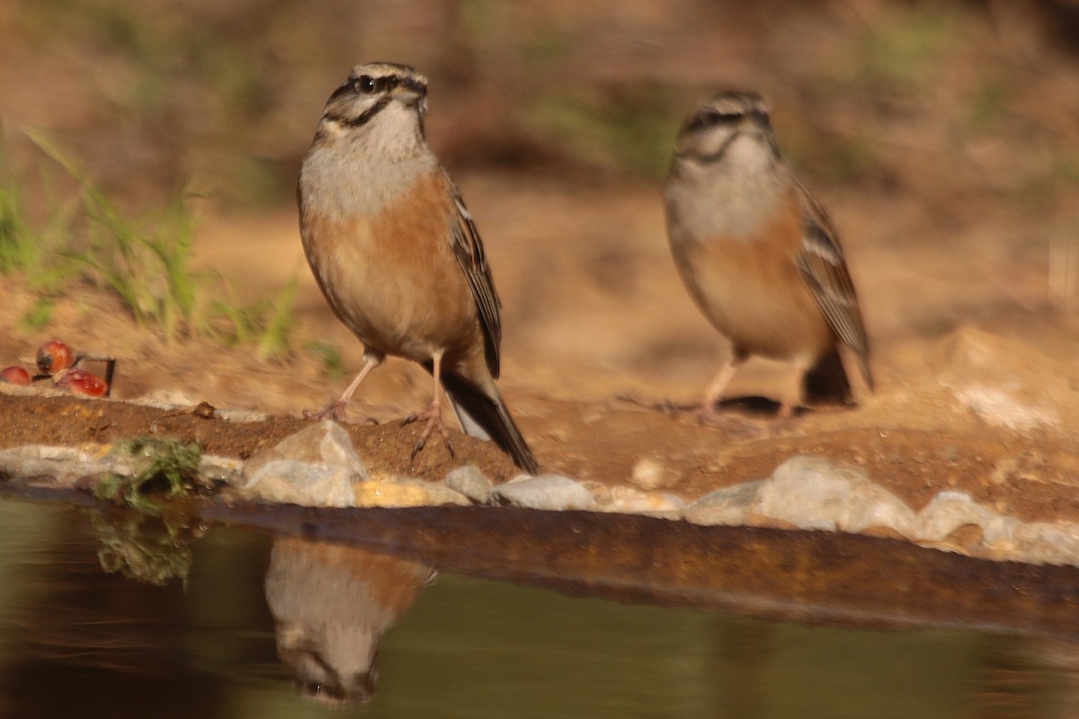 Rock Bunting - ML645384765