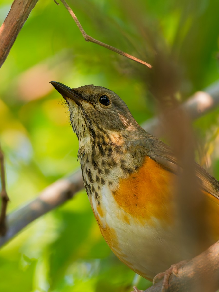 Gray-backed Thrush - ML645384768
