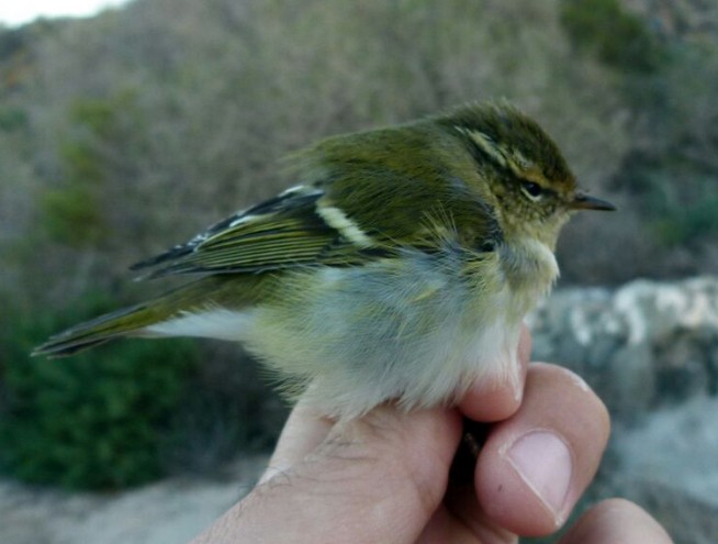 Yellow-browed Warbler - ML645384772