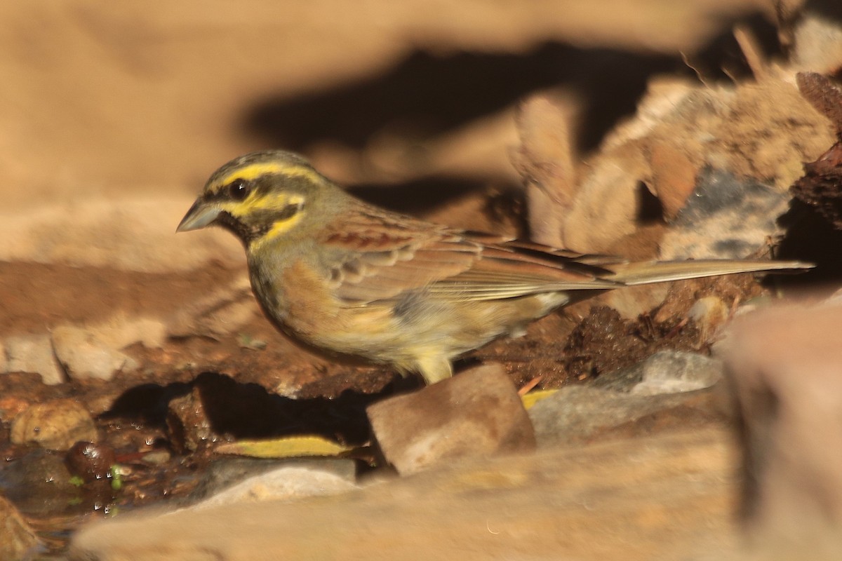 Cirl Bunting - ML645384798