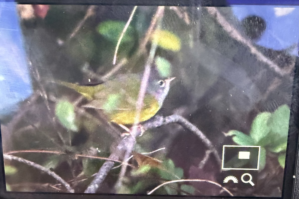 MacGillivray's Warbler - ML645384799