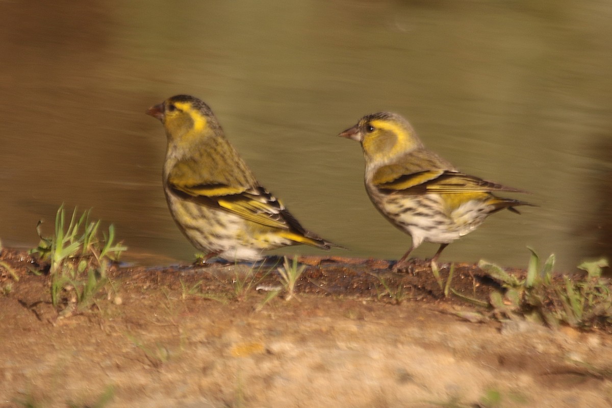 Eurasian Siskin - ML645384801