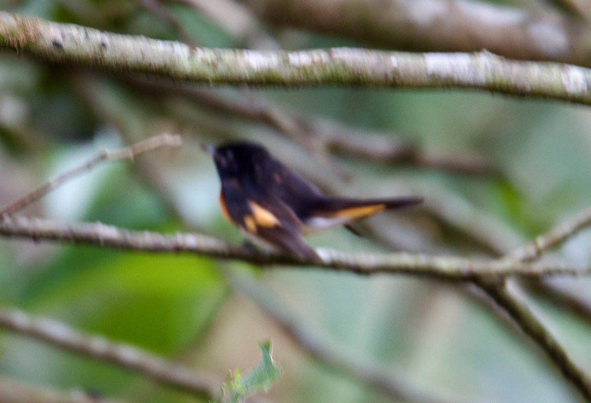 American Redstart - ML645384811