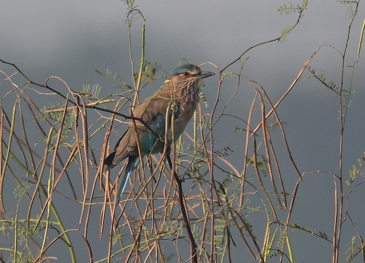 Indian Roller - ML645384848
