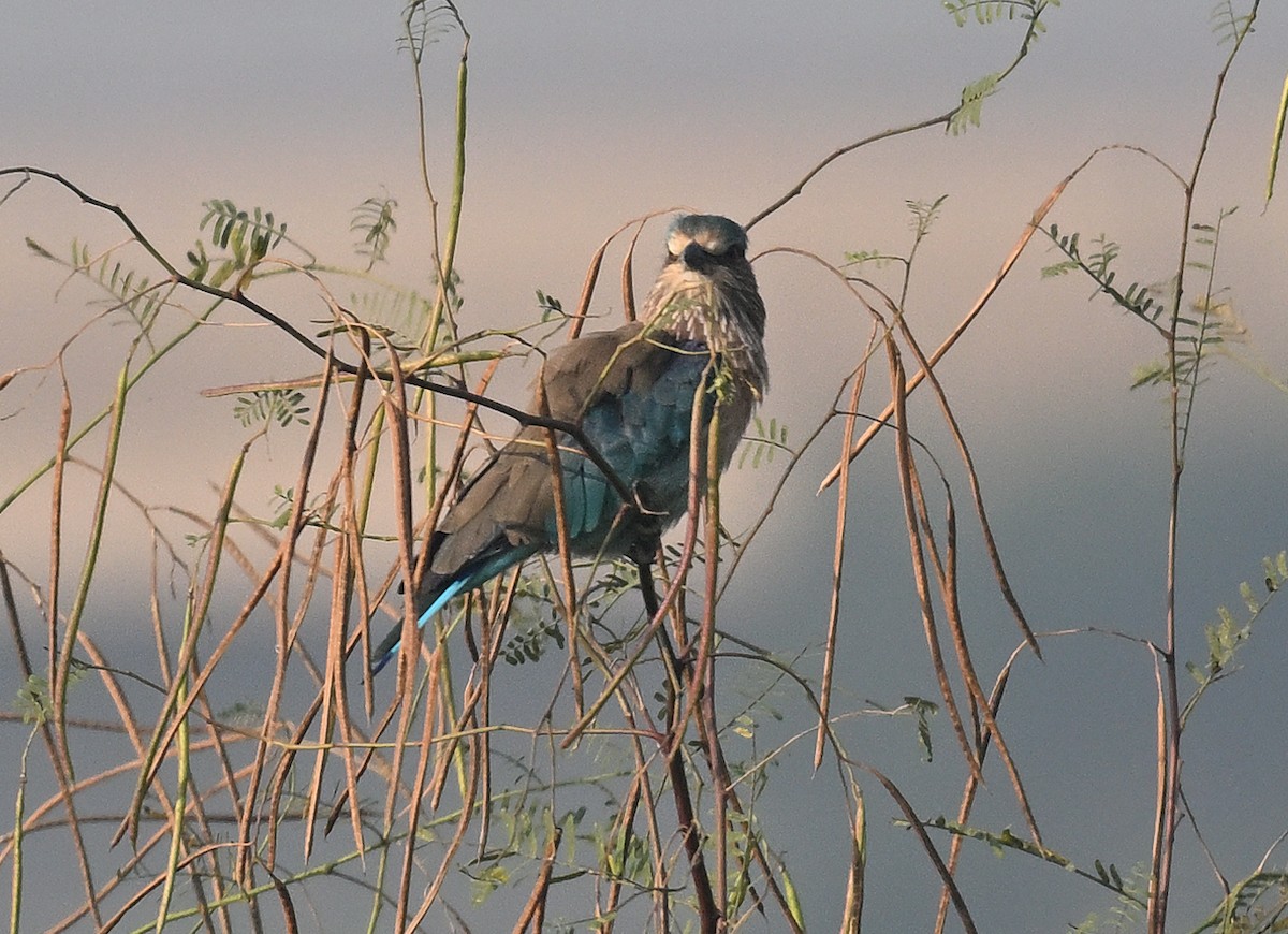 Indian Roller - ML645384853