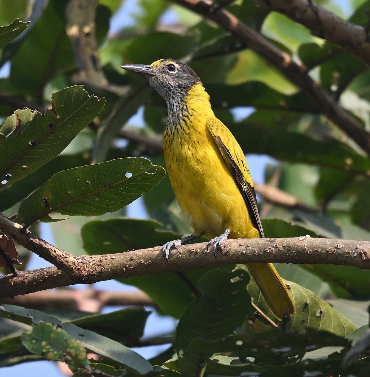 Black-hooded Oriole - ML645384861