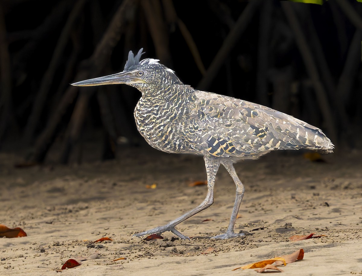 White-crested Tiger-Heron - ML645384864