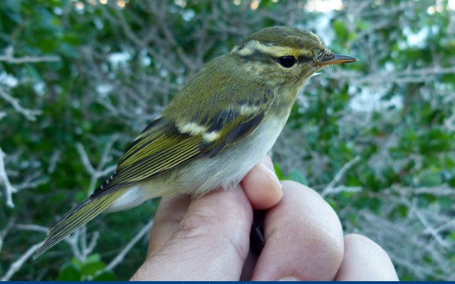 Yellow-browed Warbler - ML645384897