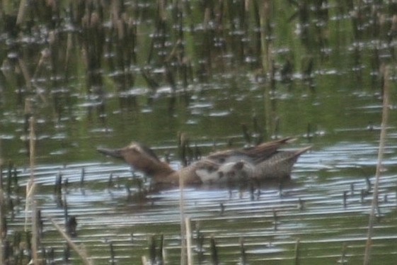 Garganey - ML645384914