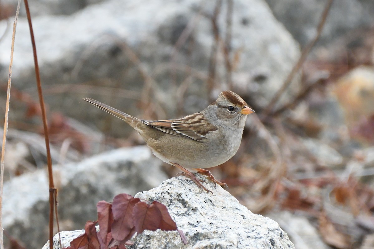 White-crowned Sparrow (Gambel's) - ML645384916