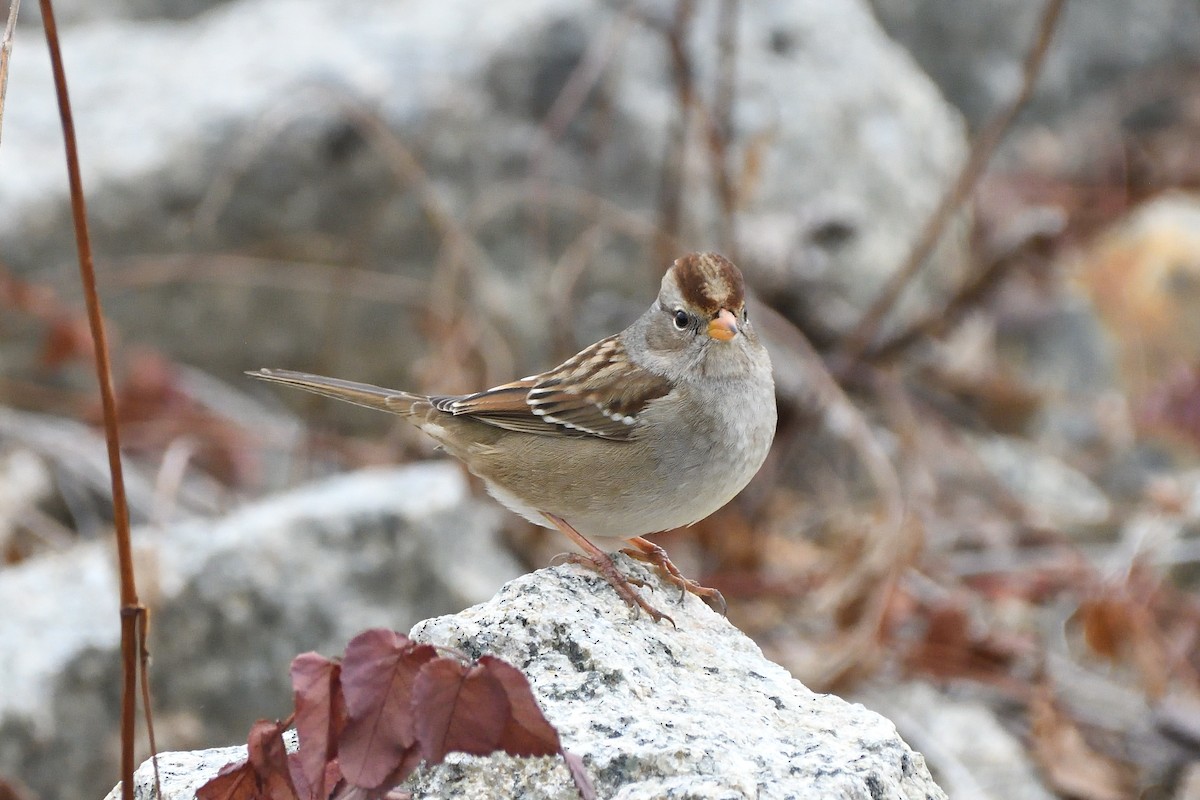 White-crowned Sparrow (Gambel's) - ML645384918