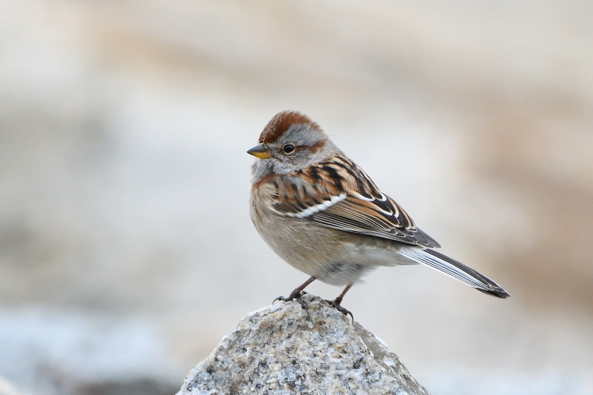 American Tree Sparrow - ML645384920
