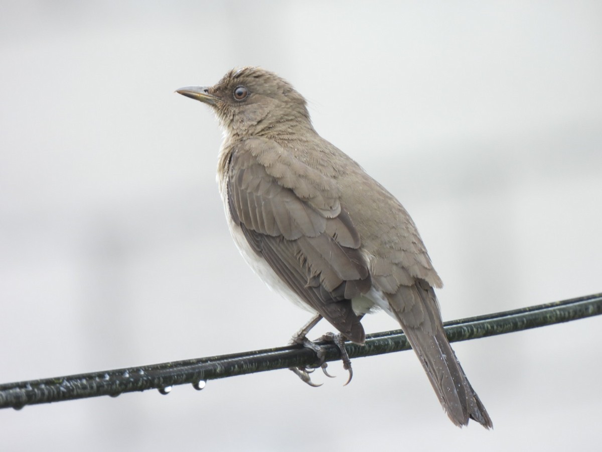 Zorzal Piquinegro - ML645384925