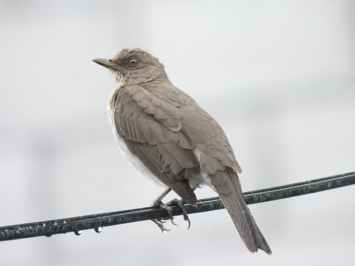 Zorzal Piquinegro - ML645384926