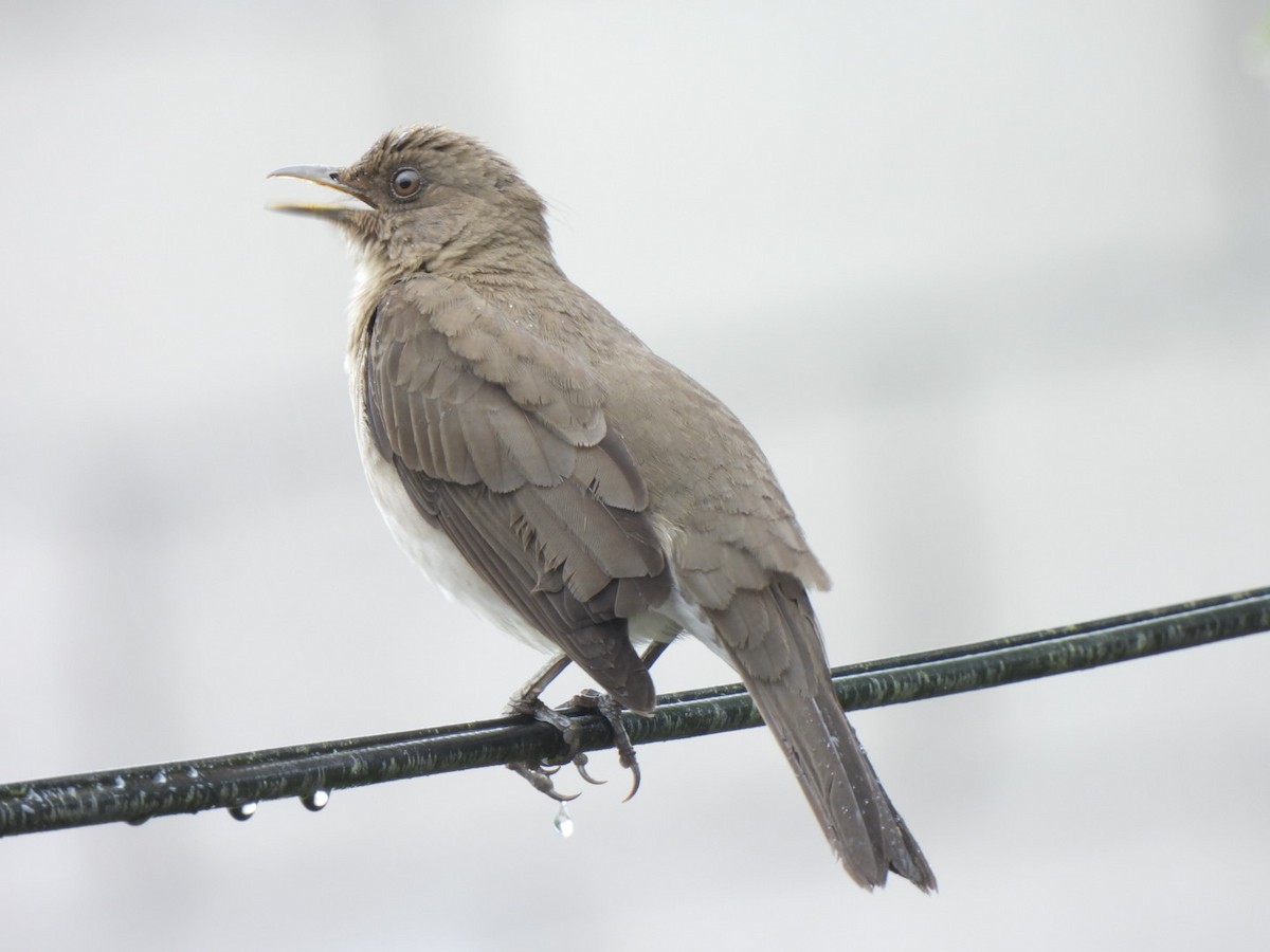 Zorzal Piquinegro - ML645384927